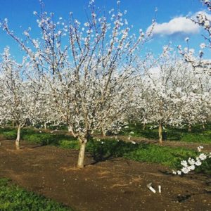 Almond Orchard Blooms