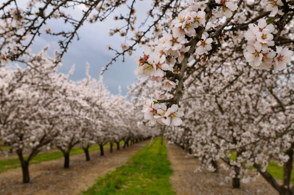 Almond orchard rows of trees in bloom