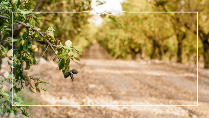 Almonds on a branch in an orchard using sustainable farming practices