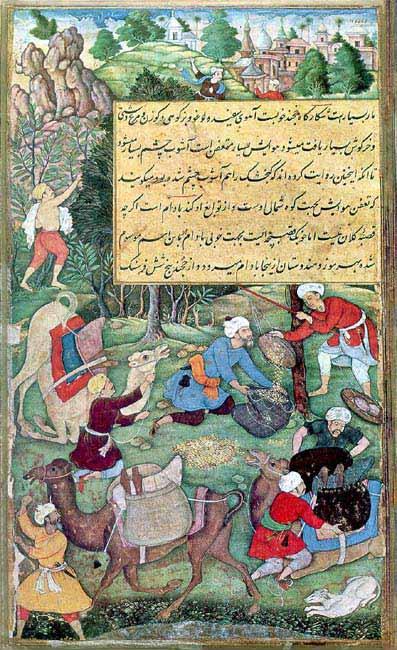 Ancient Almond Harvest in Persia