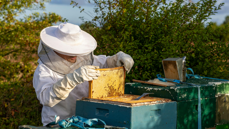 Beekeeper examining panel from bee box