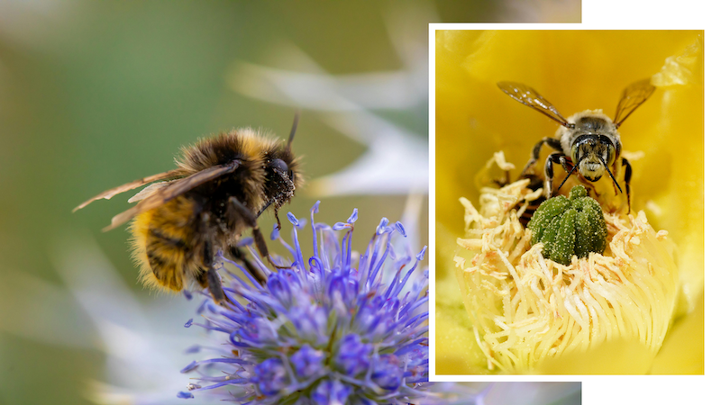 California Bumblebee resting on a flower and Yellow-faced Hawaiian Bee collecting pollen