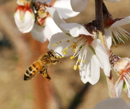 Bee pollenating an almond Blossom