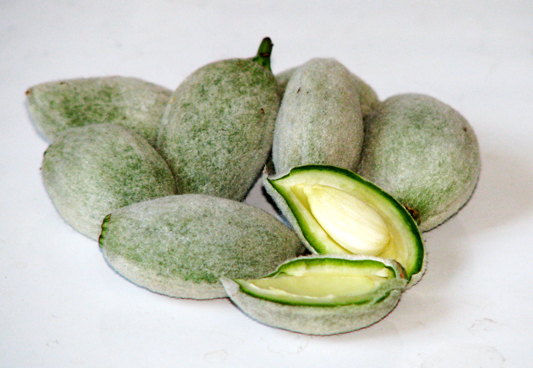 Green Almond Fruit