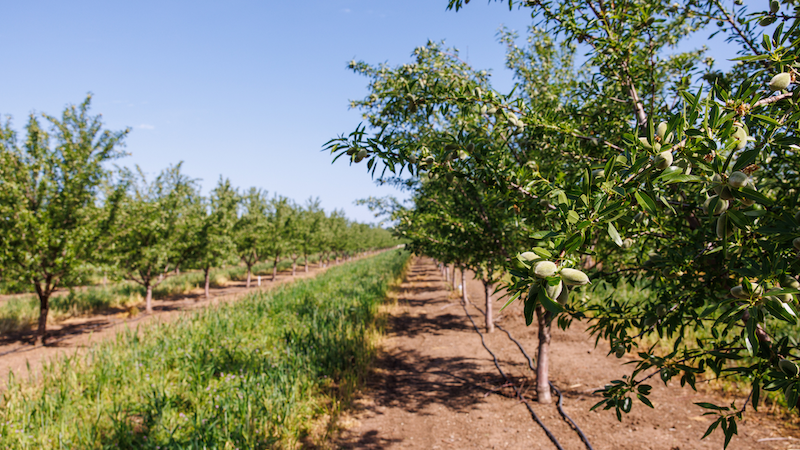 Almond orchard in the summer with tall grass