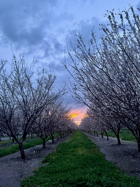 Orchard with Sunset in the Background 