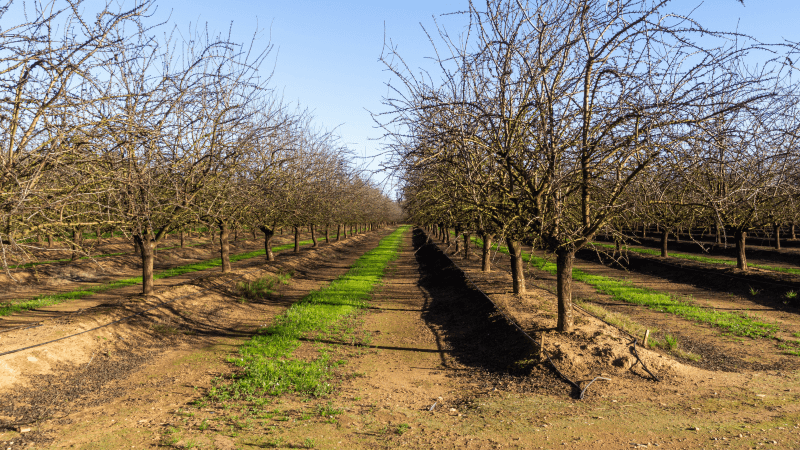 Almond trees in rows in a sustainable orchard during the sunny winter day