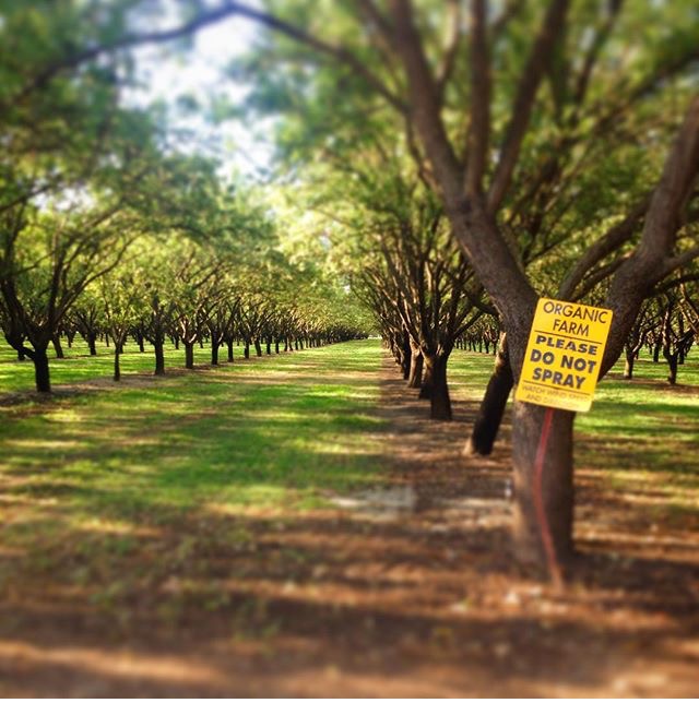 Organic Orchard