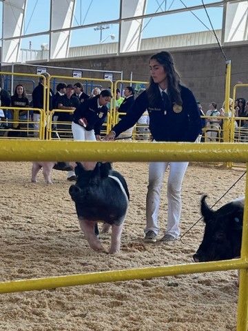 Isabela showing her Hog. This year will be her last year showing: She’s a senior! 