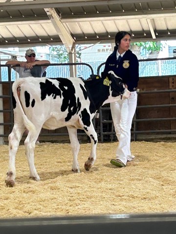 Natalia showing her Dairy Heifer, Daisy