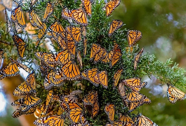 Monarch Butterfly Grove (Pismo Beach)