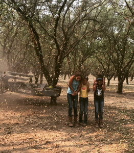 Almond Harvest time!