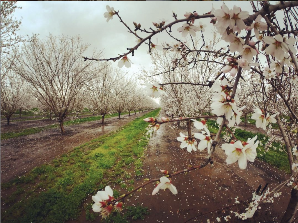 Almond Grove in Bloom