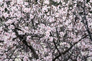 Almond Tree in Bloom