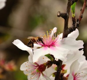 bee collecting pollen on almond blossom