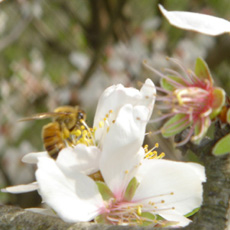 bee_on_flower