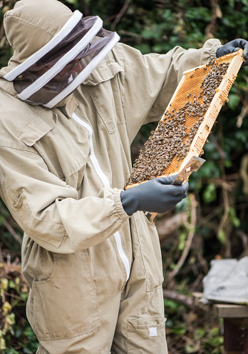 beekeeper_holding_frame__full_of_honey