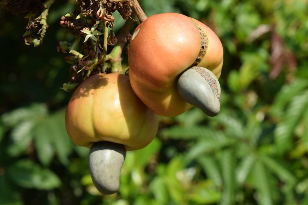 Cashews growing on a tree