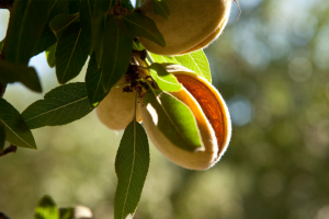 Almonds Cracking Open in Summertime