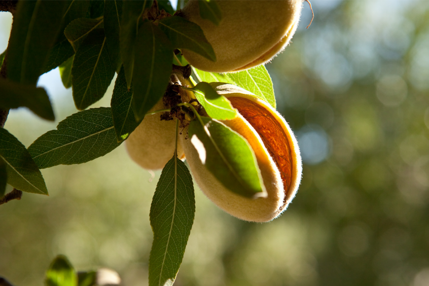 Almonds Cracking Open in July and August