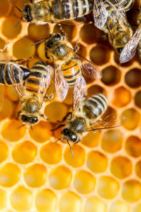 honeybees on honeycomb