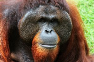 orangutan