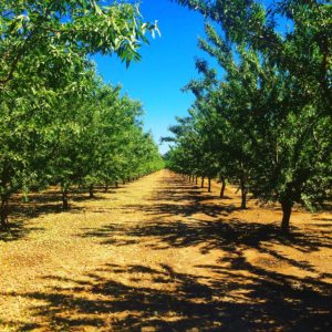 orchard-harvest