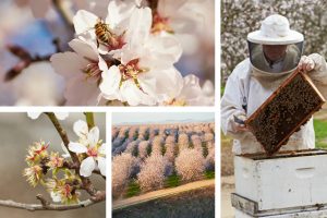 Almond Orchard