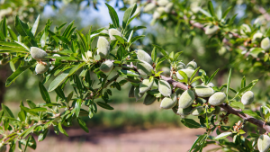 Almonds clustered on a branch