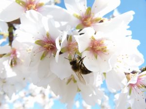 Bee on Almond flowers