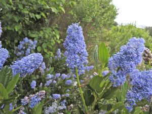 Blueblossom
