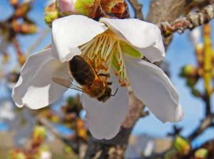Honeybee on almond blossom