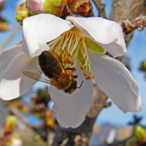 Honeybee on almond blossom