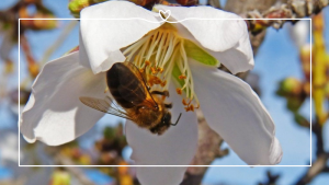 Honeybee on a almond blossom