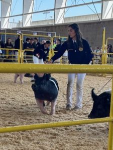 Isabela showing her Hog. This year will be her last year showing: She’s a senior!