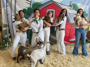 It takes many helpers showing the herd of goats!