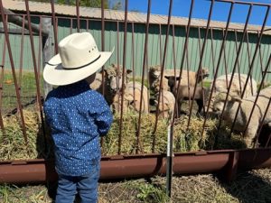 Maisie Jane’s great cousin, Thomas, inspecting her flock of sheep.
