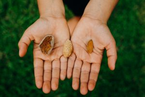 The Hull, shell, and almond kernel.