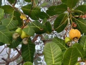 Cashews on the tree.