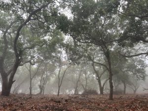 Cashew Orchard on a Misty morning.