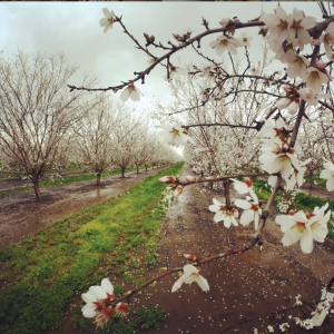 Almond Grove in Bloom
