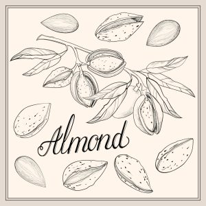 Almond text with drawings of almonds in shells, out of shells, and on the branch