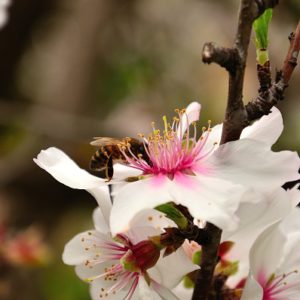 bee collecting pollen on almond blossom