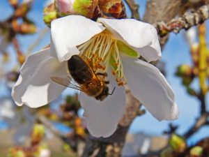 bee in almond flower