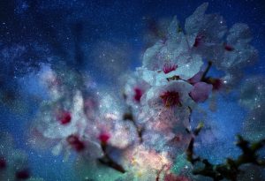 Almond blossoms in space