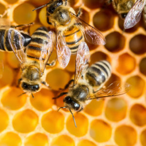 honeybees on honeycomb