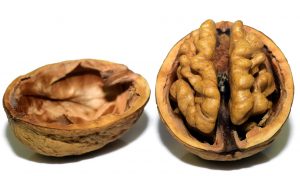 walnut in a shell